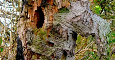 Decay Can Cause Hazardous Defects in Trees Decay Can Cause Hazardous Defects in Trees
