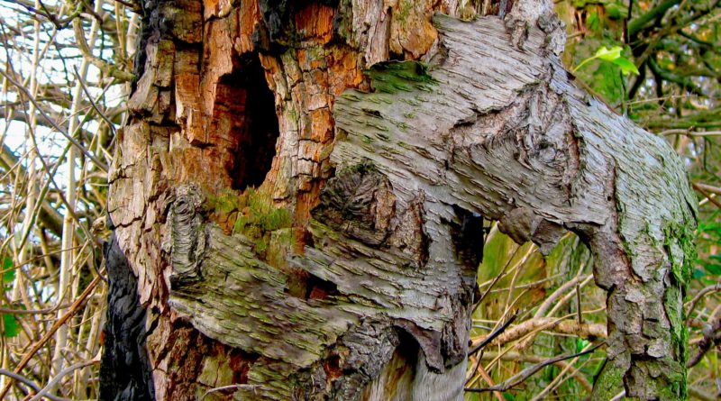 Obvious Tree Defects Decay Can Cause Hazardous Defects in Trees - Tree Care Tips