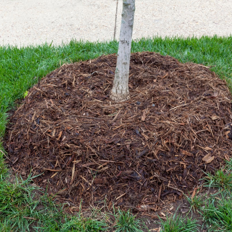 Fall is a Great Time to Mulch Tree Care Tips