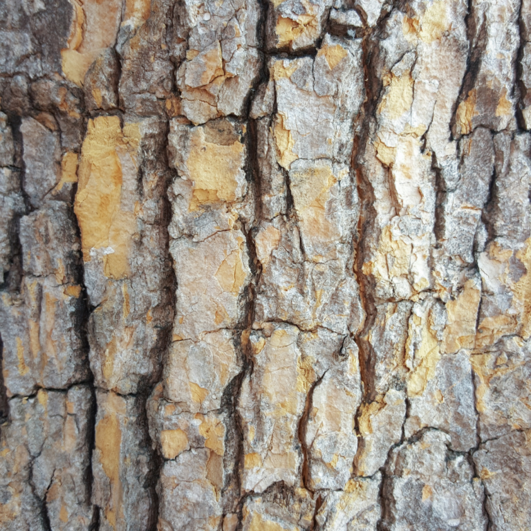 Cracks Can Cause Hazards in Trees Tree Care Tips