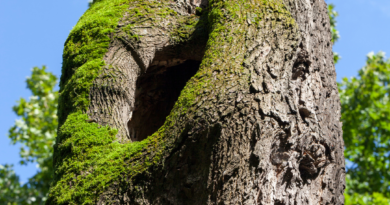 Cracks Can Cause Hazards in Trees Cracks Can Cause Hazards in Trees