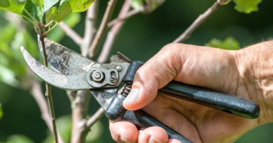 Tree Pruning with a Purpose