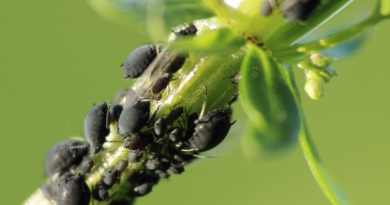Help Your Trees Resist Pests – Try IPM