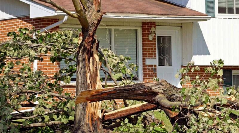 Why Branches Fall in Your Yard